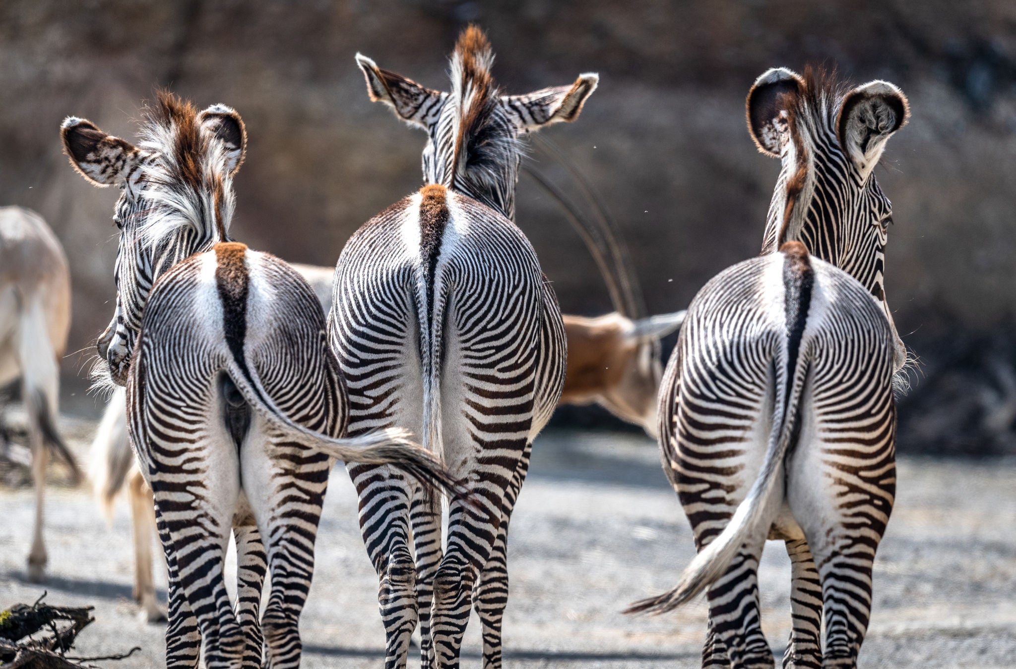 Zebras in der Lewa Savanne im Zoo Zürich