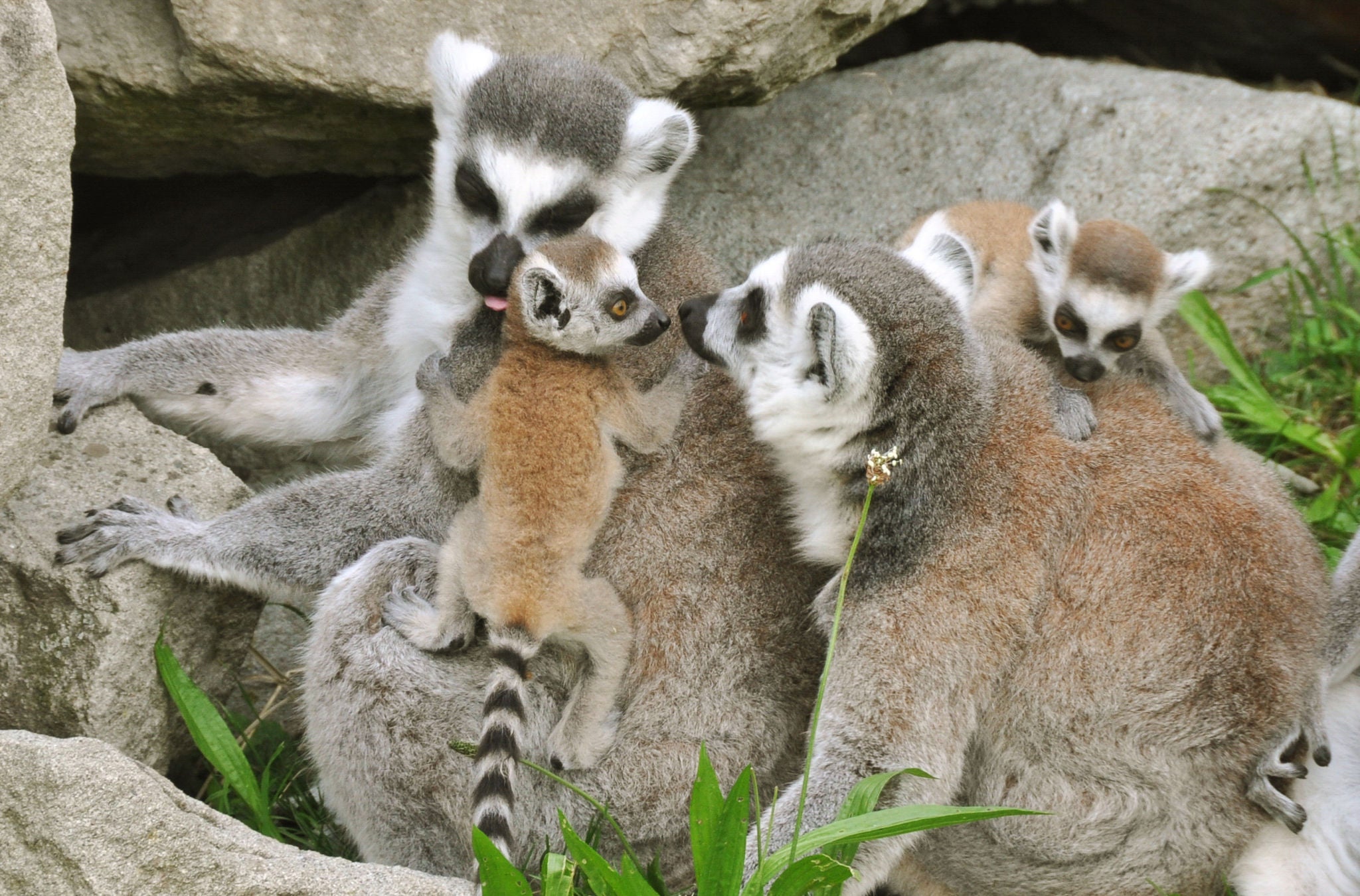 Äffchen im Zoo