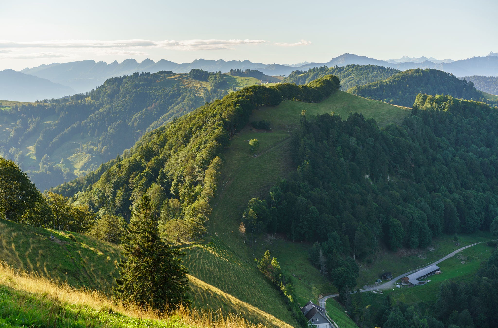 Ein Waldgebiet zieht sich über einen Hügel im Zürcher Oberland. 