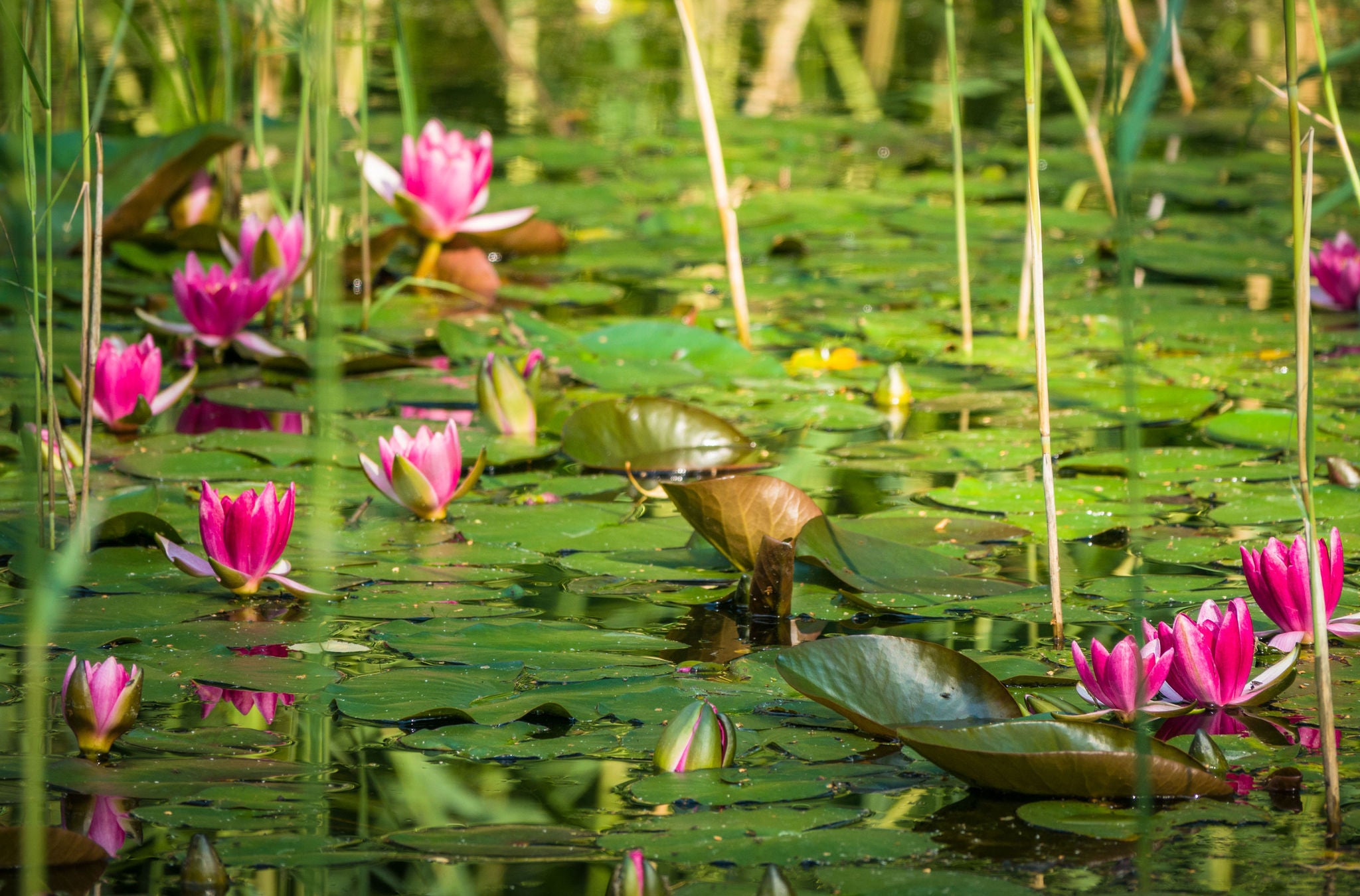 Teich mit Seerosen im Park Seleger Moor