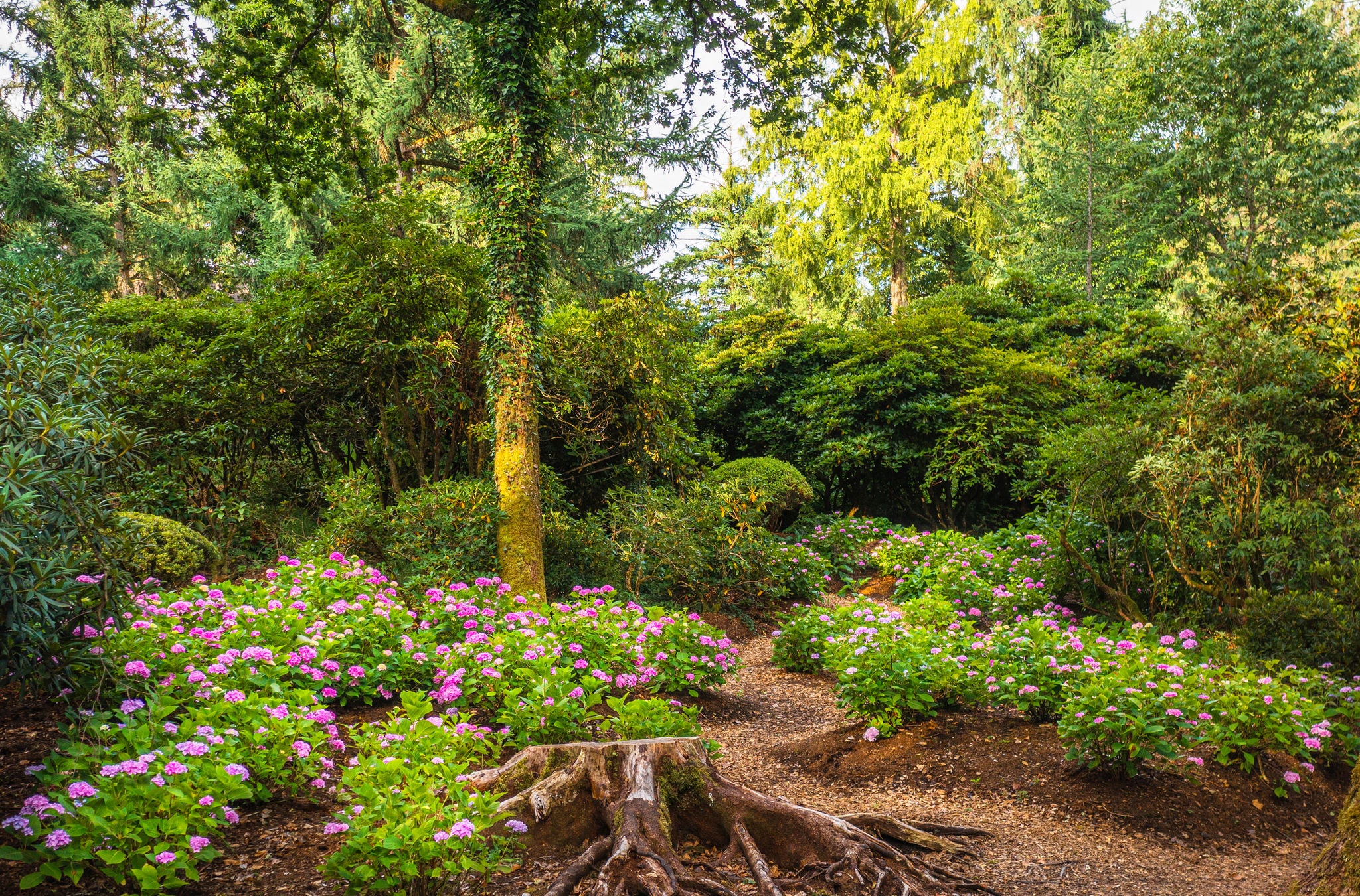 Büsche und Sträucher mit rosa Blumen im Park Seleger Moor in Rifferswil. 
