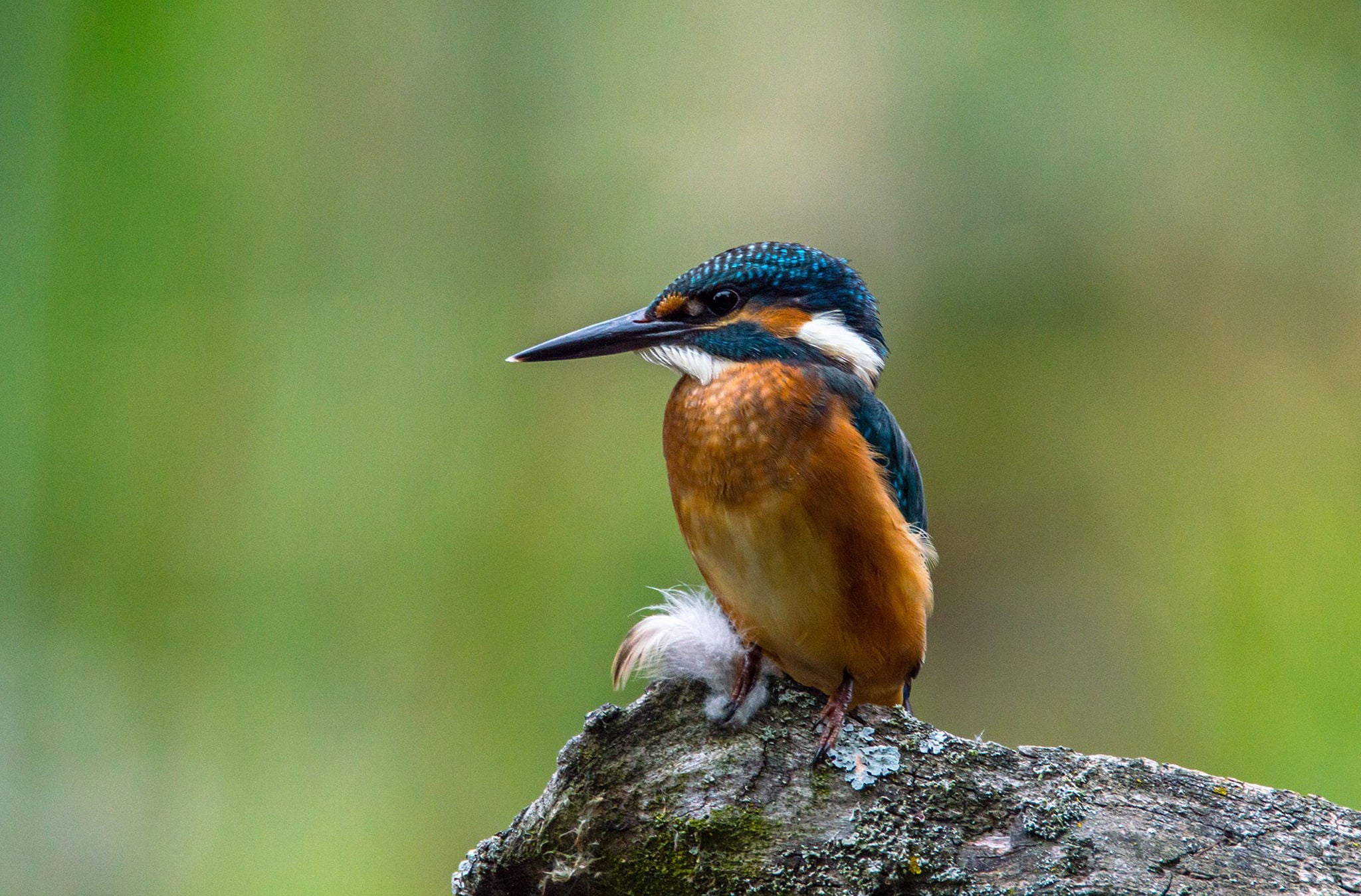 Ein Eisvogel auf einem Stein im Naturpark