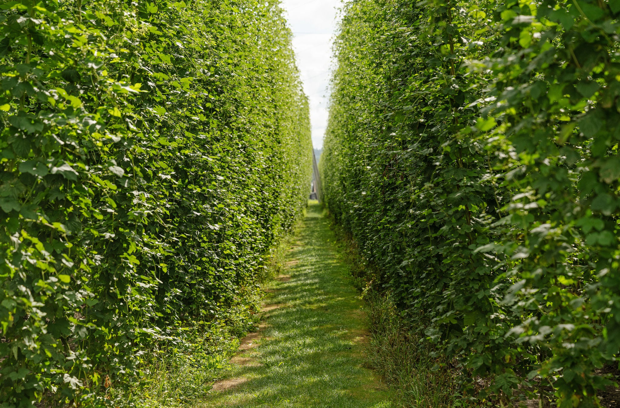 Stammheimer Hopfen im Zürcher Weinland