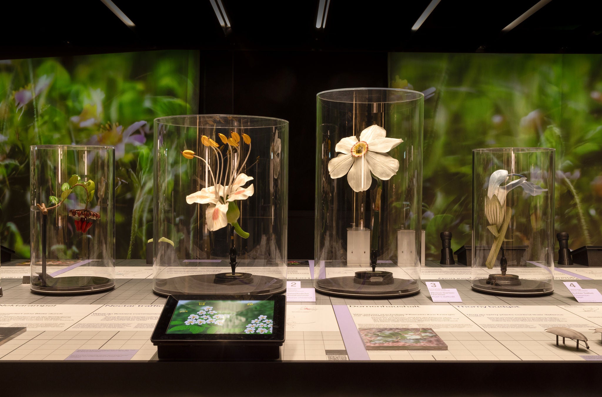 Blumen in einer Vitrine im Naturhistorisches Museum der Universität Zürich.