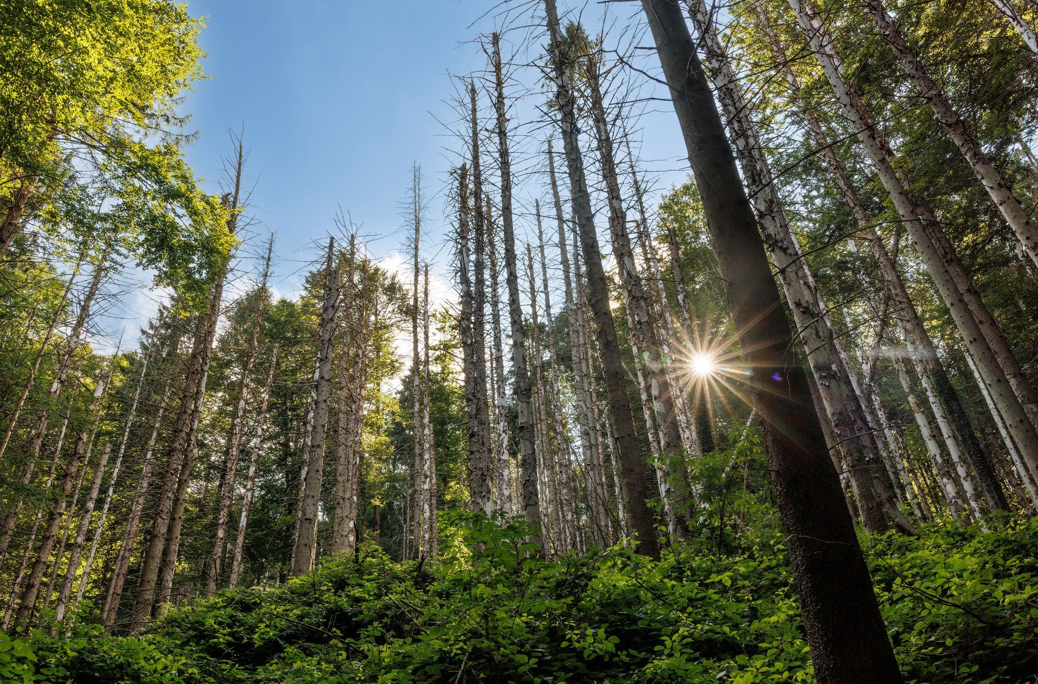 Der dicht verwachsene Sihlwald mit blauem Himmel. 