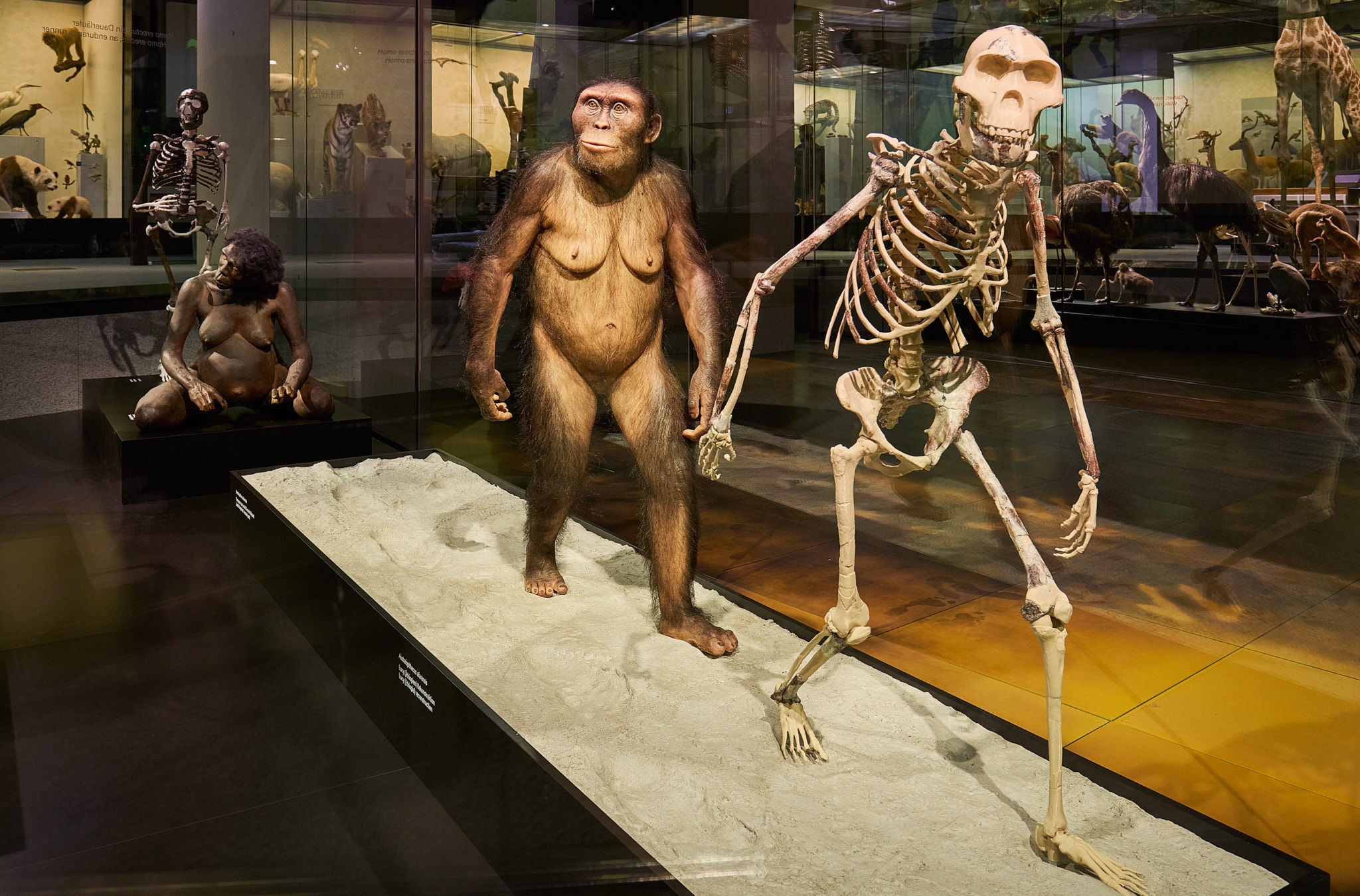 Ein Menschenaffe und ein Menschenaffenskelett im Naturhistorisches Museum der Universität Zürich.