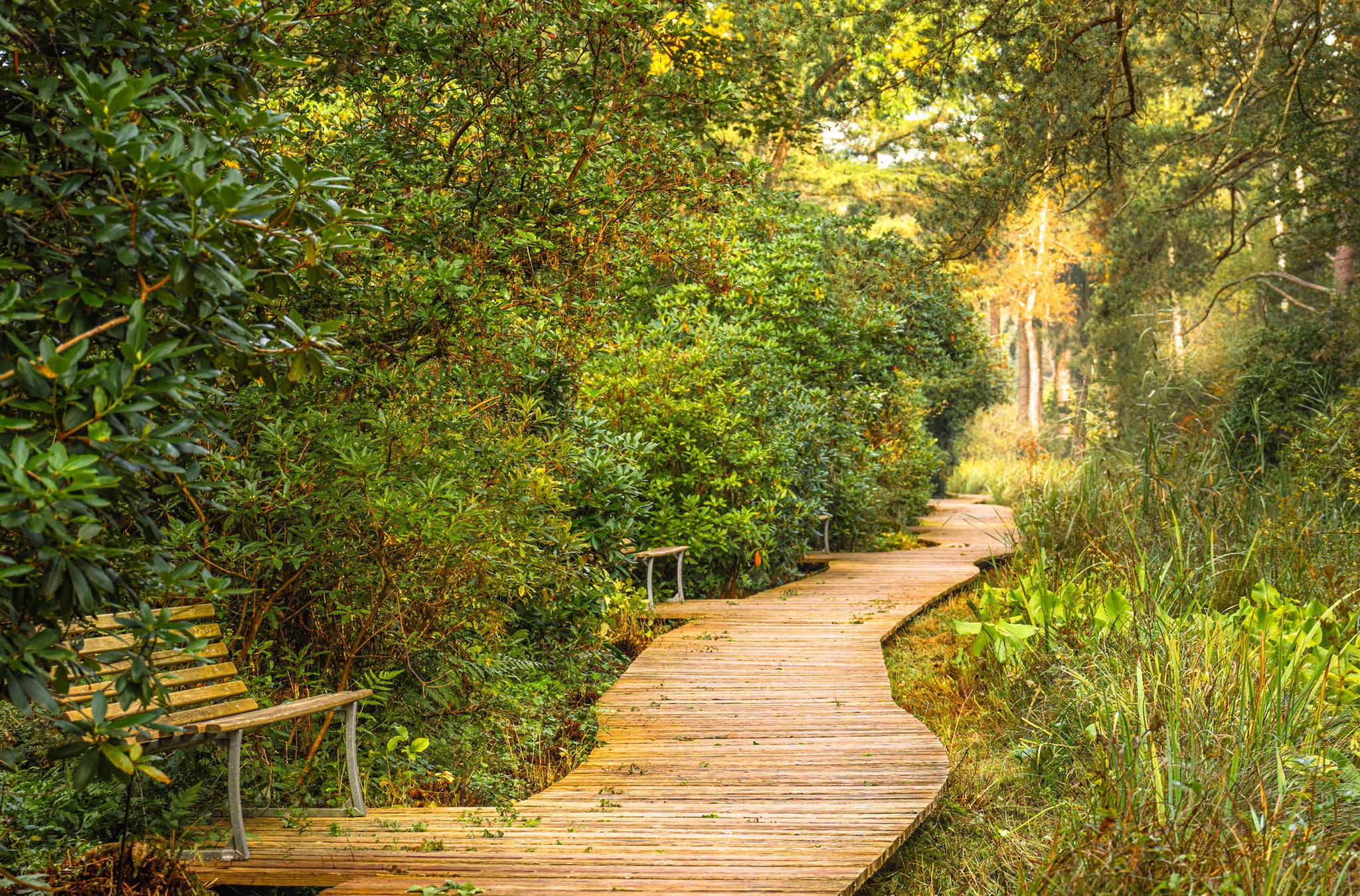 Ein Gehweg mit Sitzbänken im Park Seleger Moor in Rifferswil.