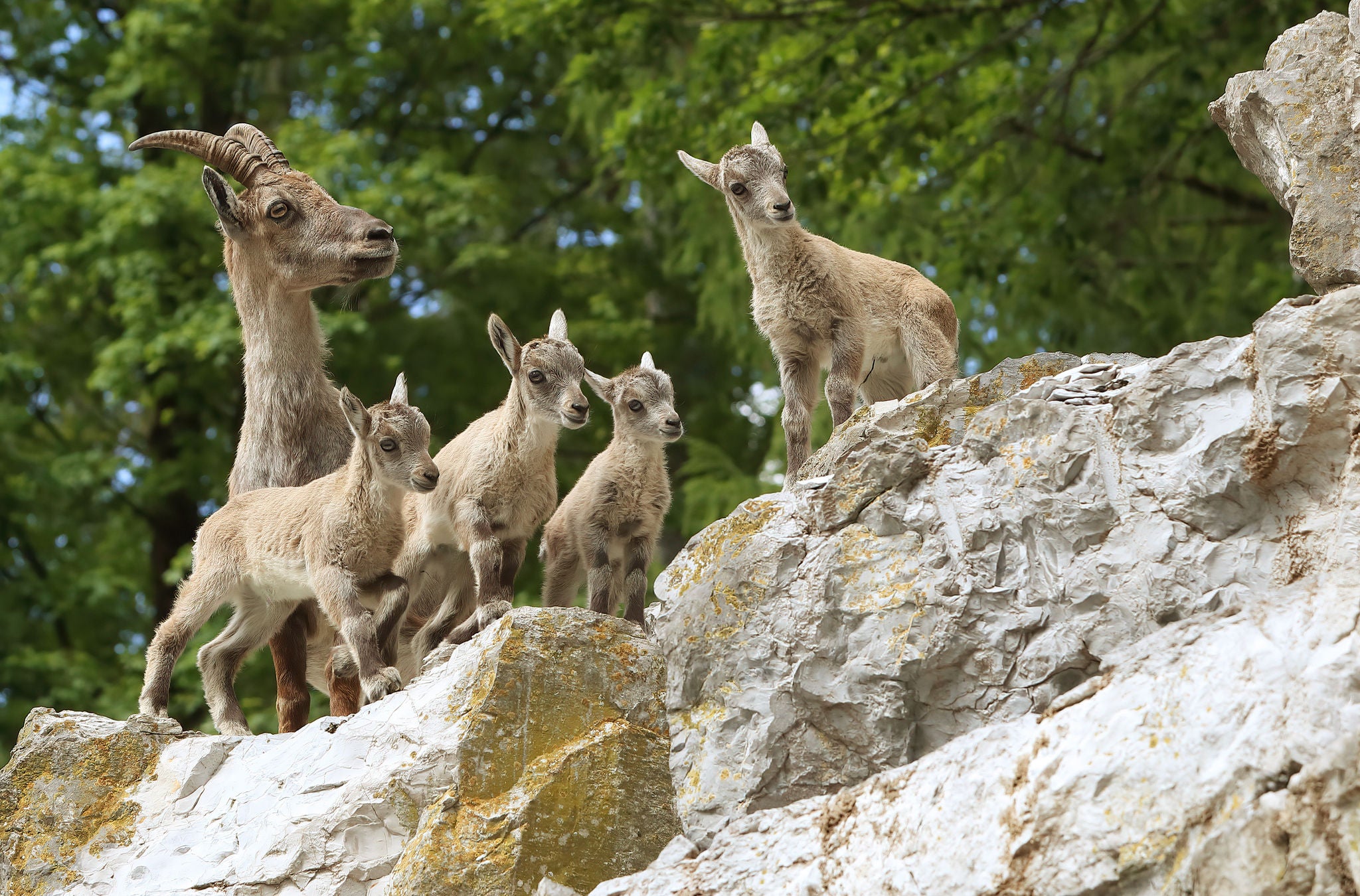 Ziegen im Wildnispark Langenberg