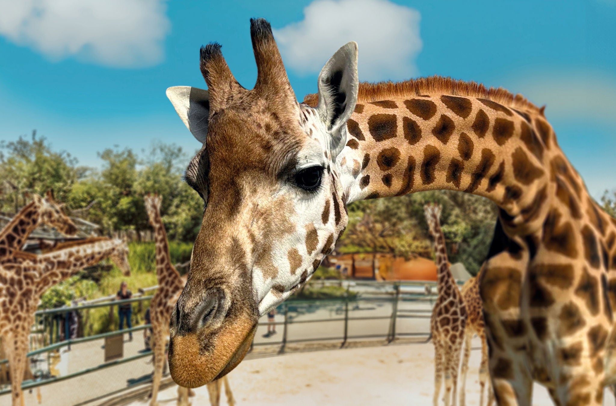 Eine Giraffe schaut direkt in die Kamera. 