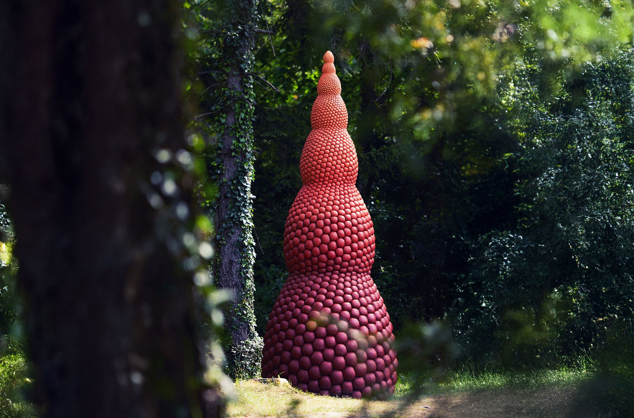 Ein roter Fruchtkörper im Garten des Ortsmuseum Meilen. 