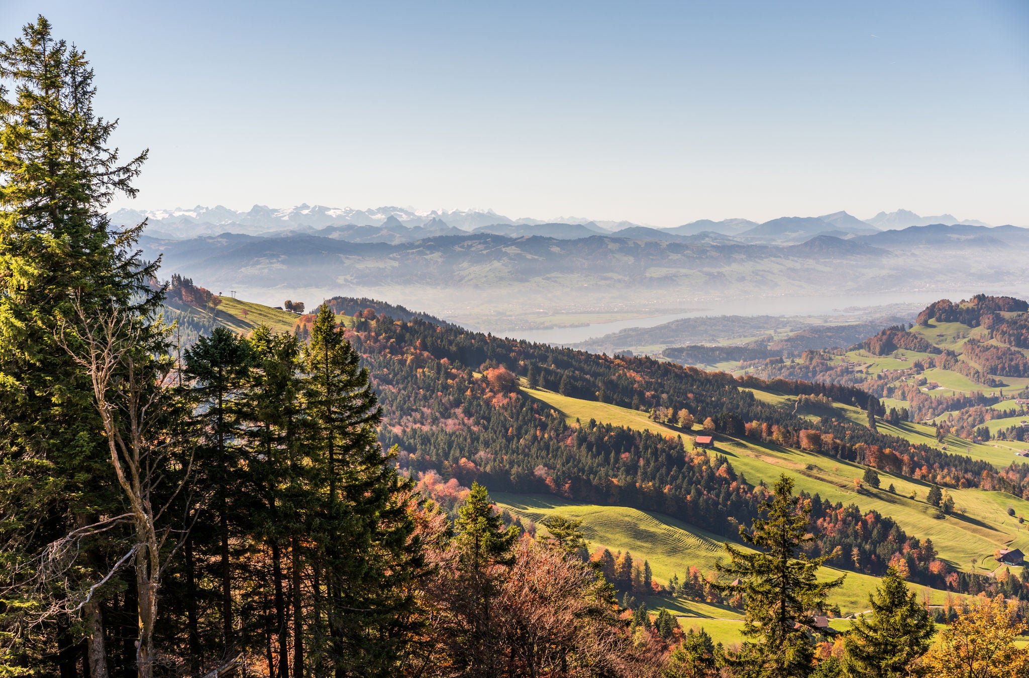 Ein Wald zieht sich über eine hügelige Landschaft, im Hintergrund sind Berge zu sehen.