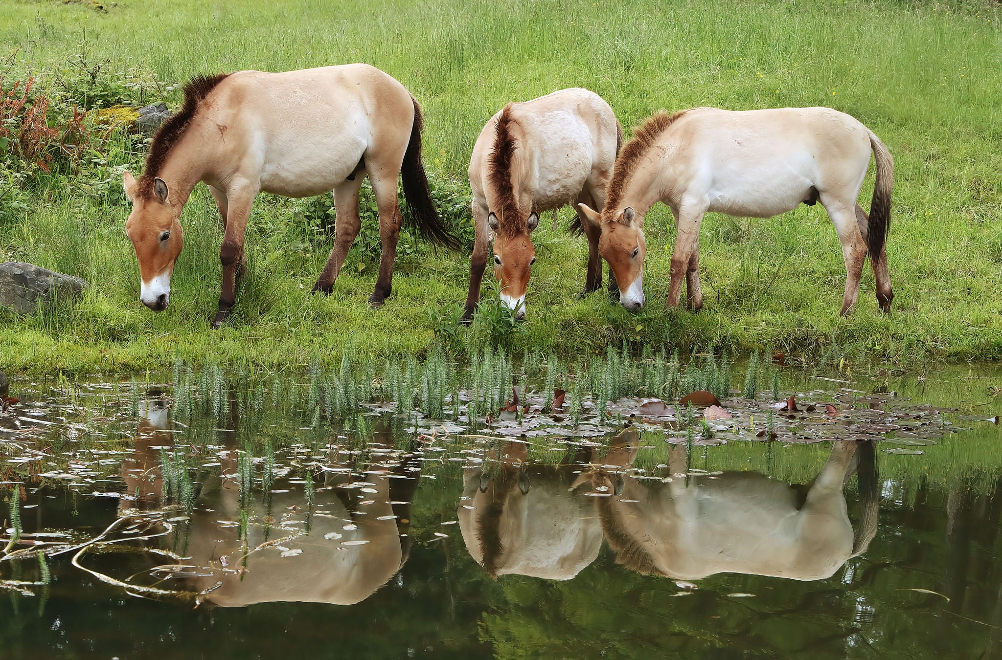 Pferde im Wildnispark Langenberg