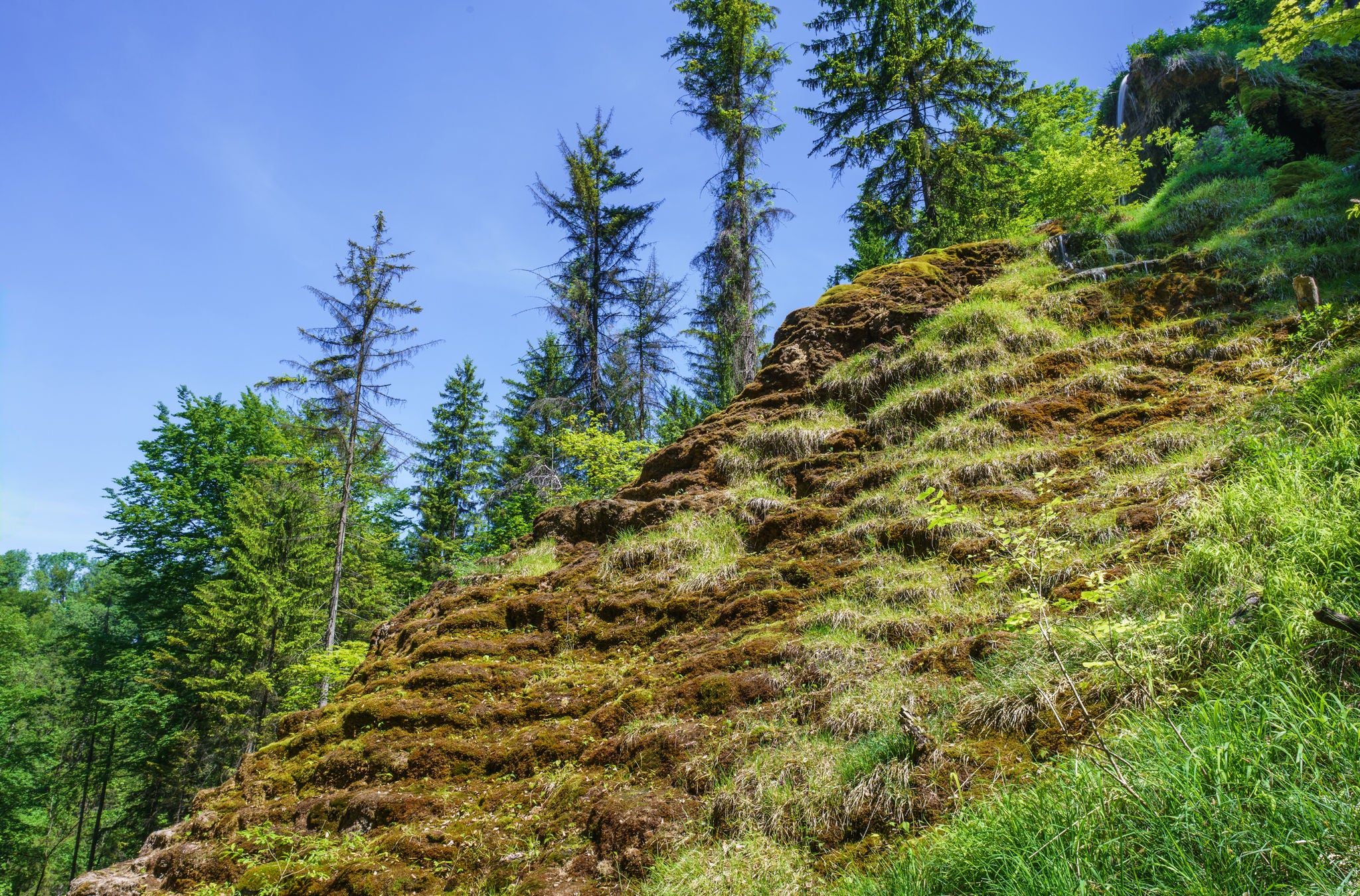 Mit Moos überwachsene Treppe im Wald.