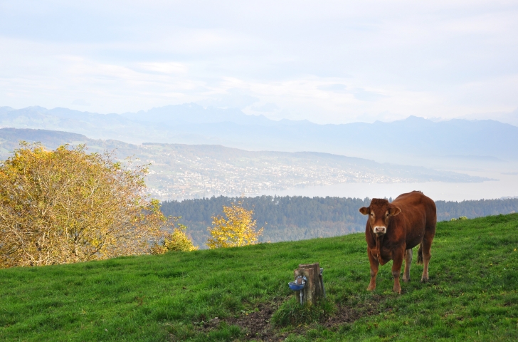Eine Kuh steht auf einer Wiese, dahinter sieht man auf den Zürichsee.