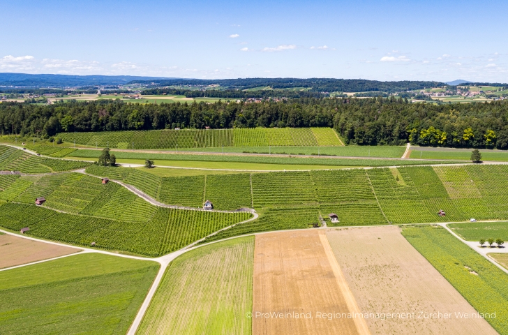 Grüne Felder vor dem Schiterberg bei Andelfingen im Zürcher Unterland.