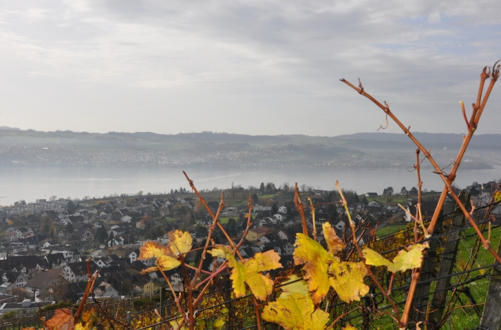 Herbstliche Aussicht auf den Zürichsee auf der Wanderung durch die Rebberge der Goldküste
