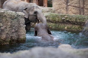 Zwei Asiatische Elefanten baden im Zoo Zürich
