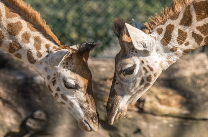 Zwei Giraffen in Knies Kinderzoo in Rapperswil