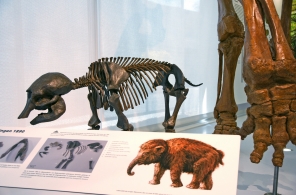Eintritt für das Mammutmuseum