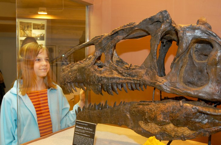 Mädchen bestaunt das Sekelett eines Dinosaurier-Kopfes im Sauriermuseum Aathal.