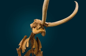 Ein Skelett eines Mammuts, welches im Mammutmuseum in Niederweningen ausgestellt ist. 