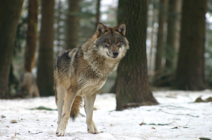 Wolf im Wildnispark Zürich im Winter