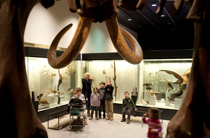 Mammut im Zoologischen Museum