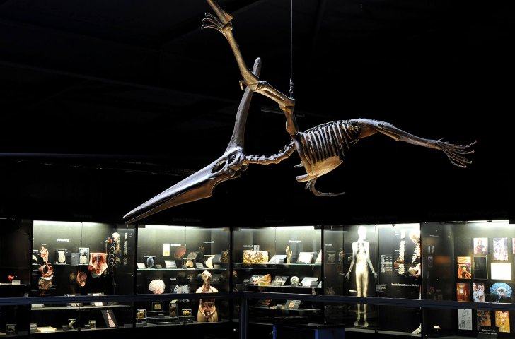 Das Skelett eines Flugsauriers an der Decke des Kulturama Zürich