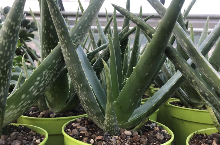 Aloe-vera-Pflanzen in der Sukkulenten-Sammlung Zürich